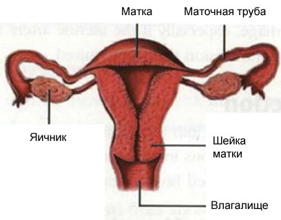 Женская репродуктивная система